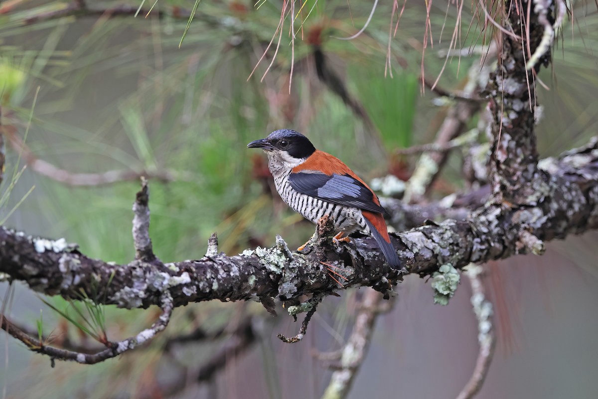 Vietnamese Cutia - ML642422693