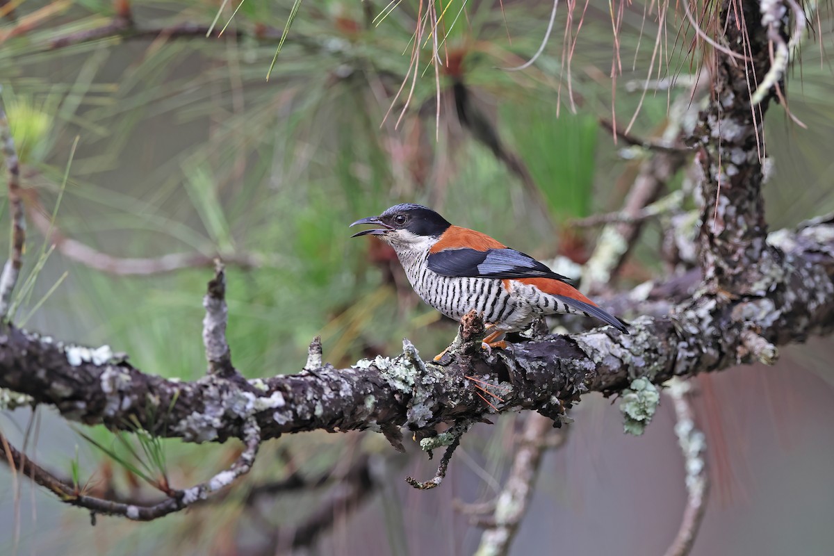 Vietnamese Cutia - ML642422694