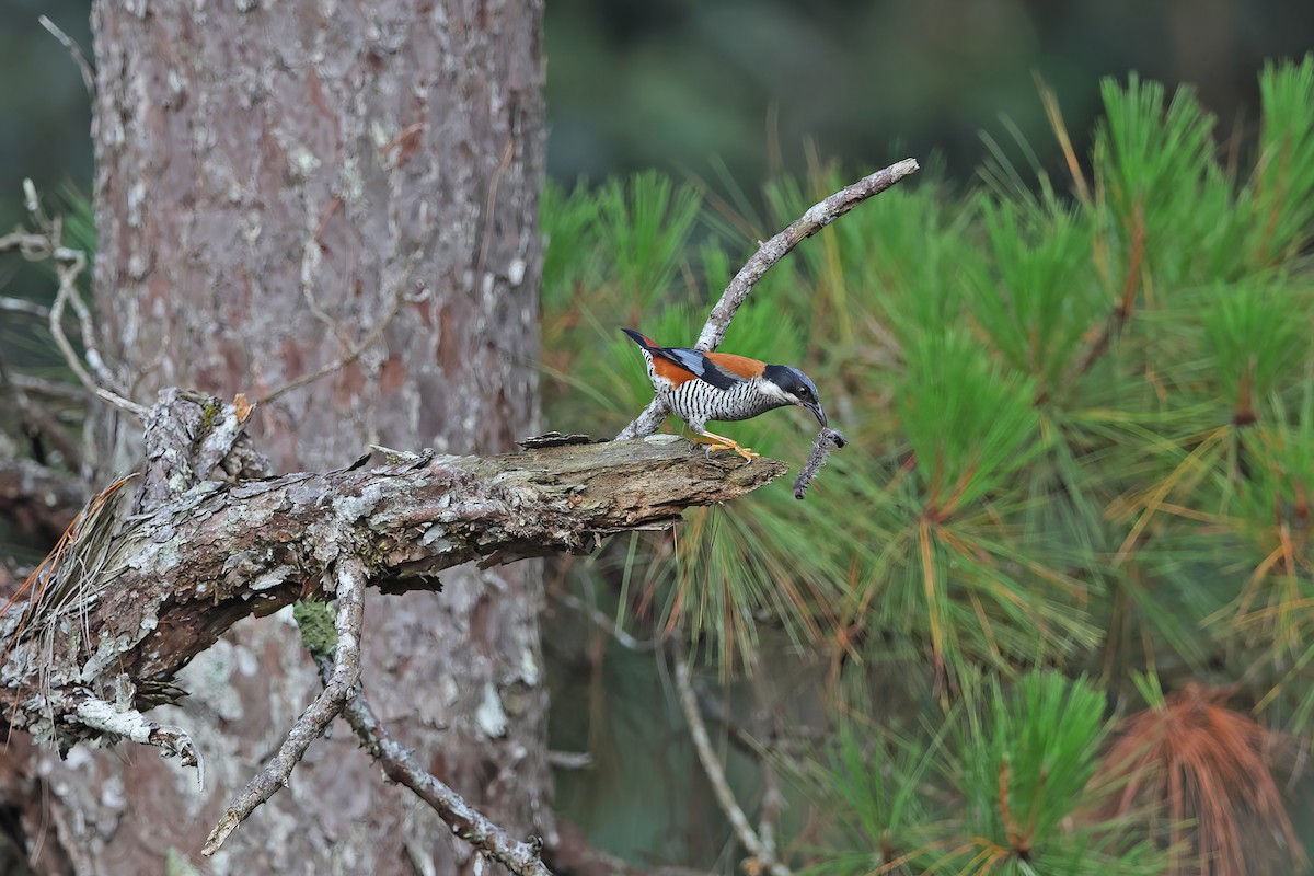 Vietnamese Cutia - ML642422695