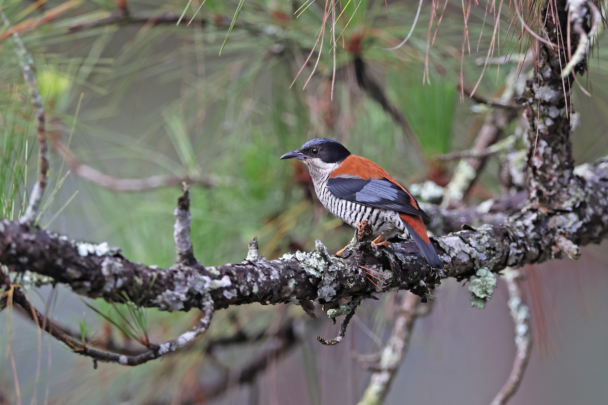 Vietnamese Cutia - ML642422696