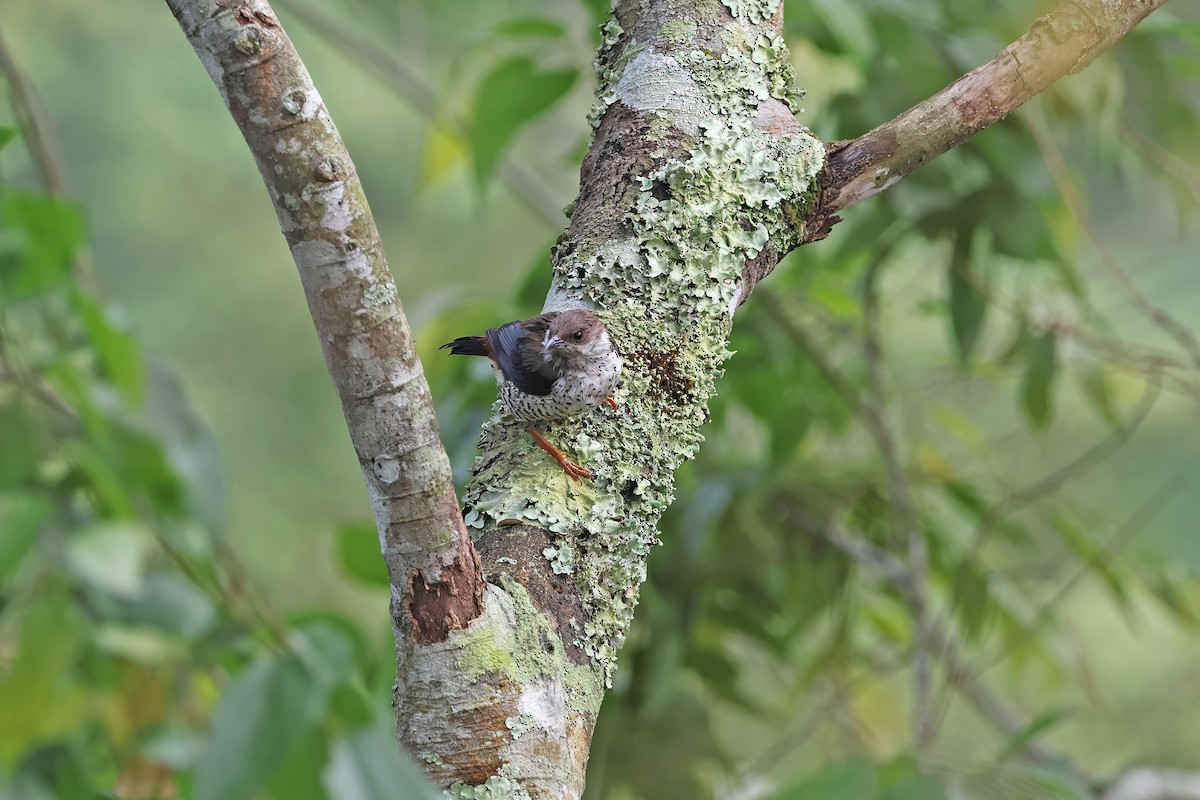 Vietnamese Cutia - ML642422697