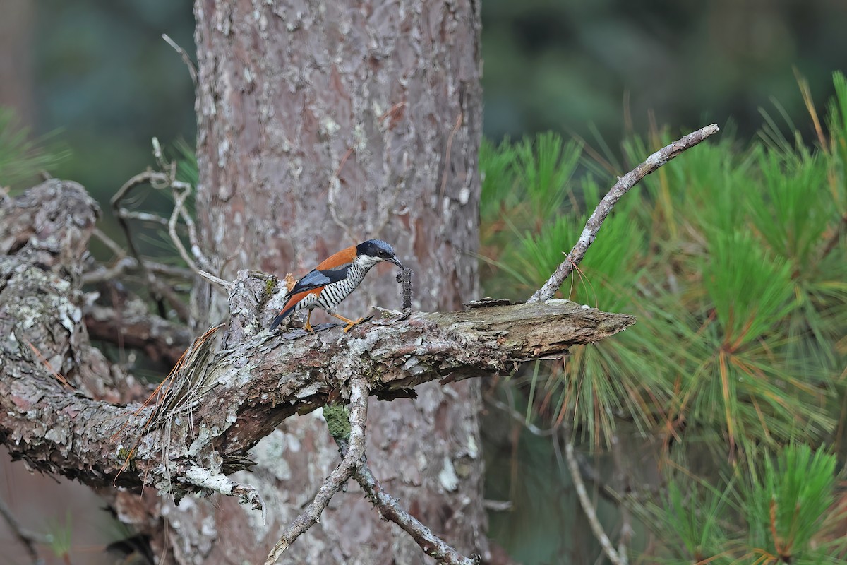 Vietnamese Cutia - ML642422698