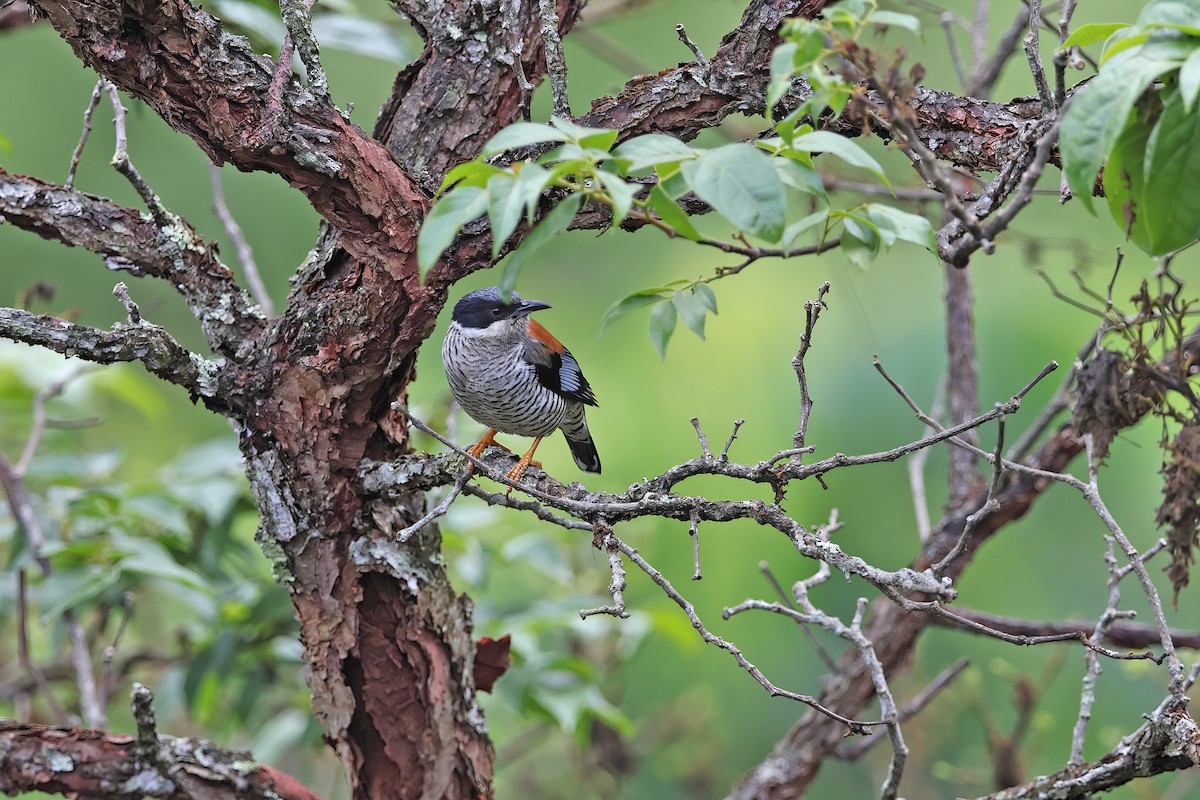 Vietnamese Cutia - ML642422699