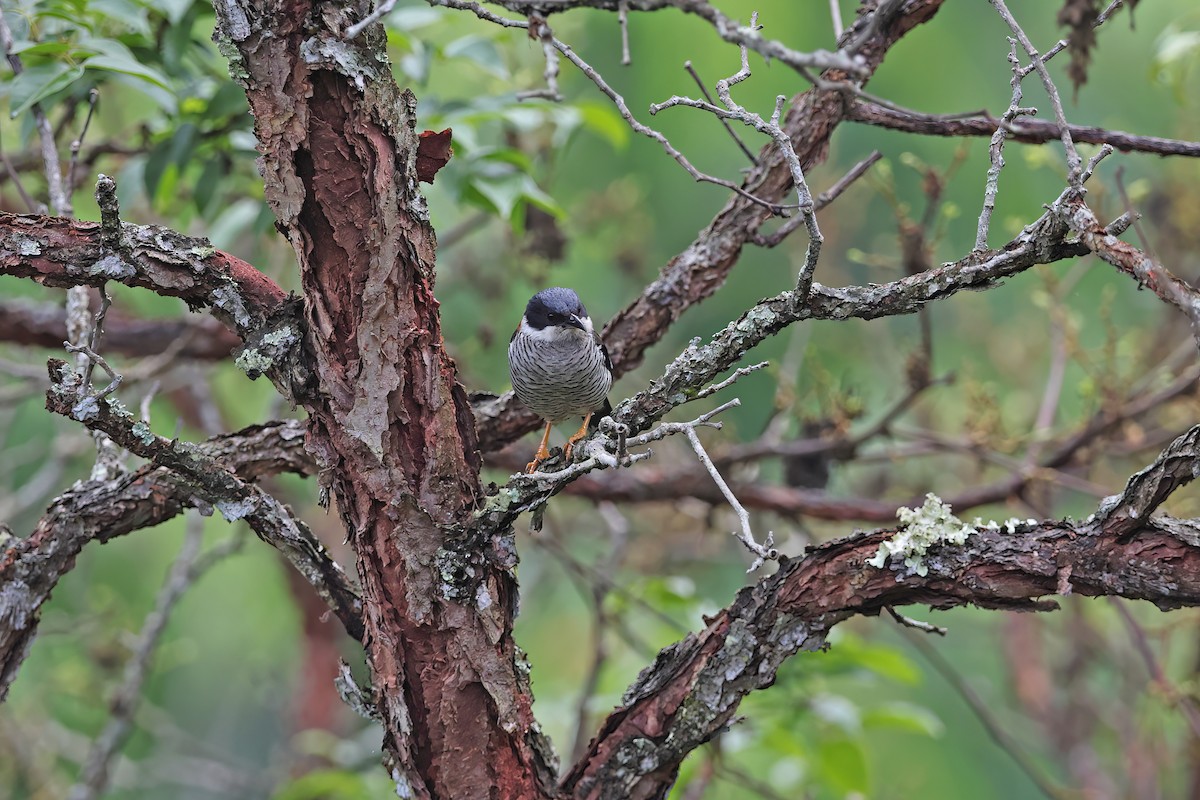 Vietnamese Cutia - ML642422700