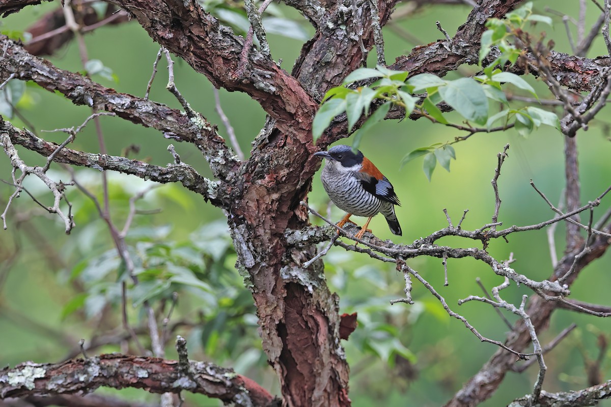 Vietnamese Cutia - ML642422701