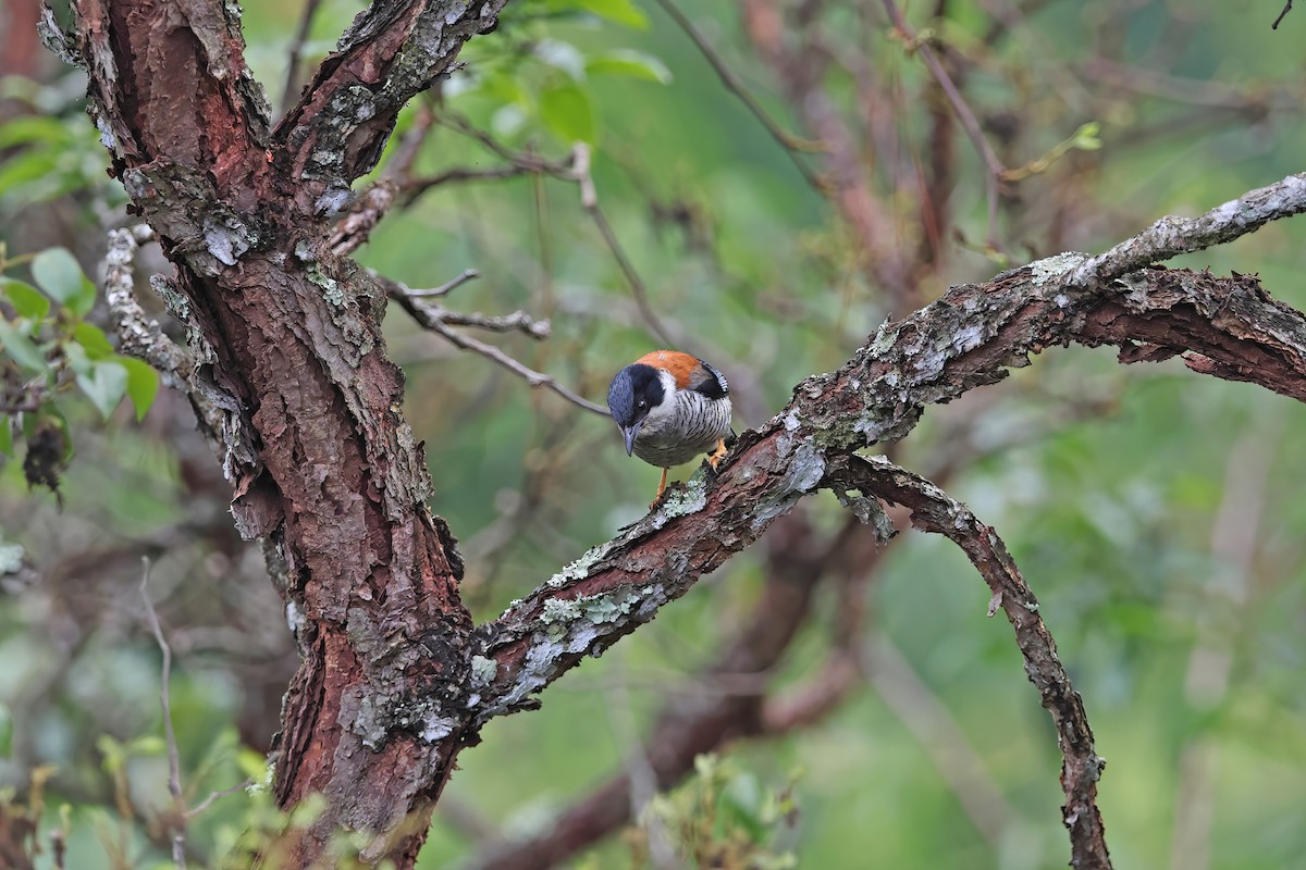 Vietnamese Cutia - ML642422702