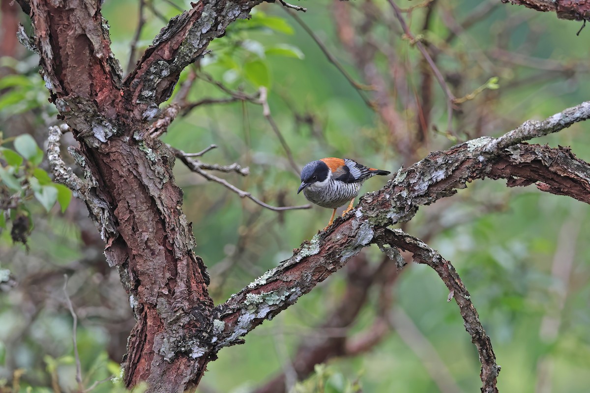 Vietnamese Cutia - ML642422703