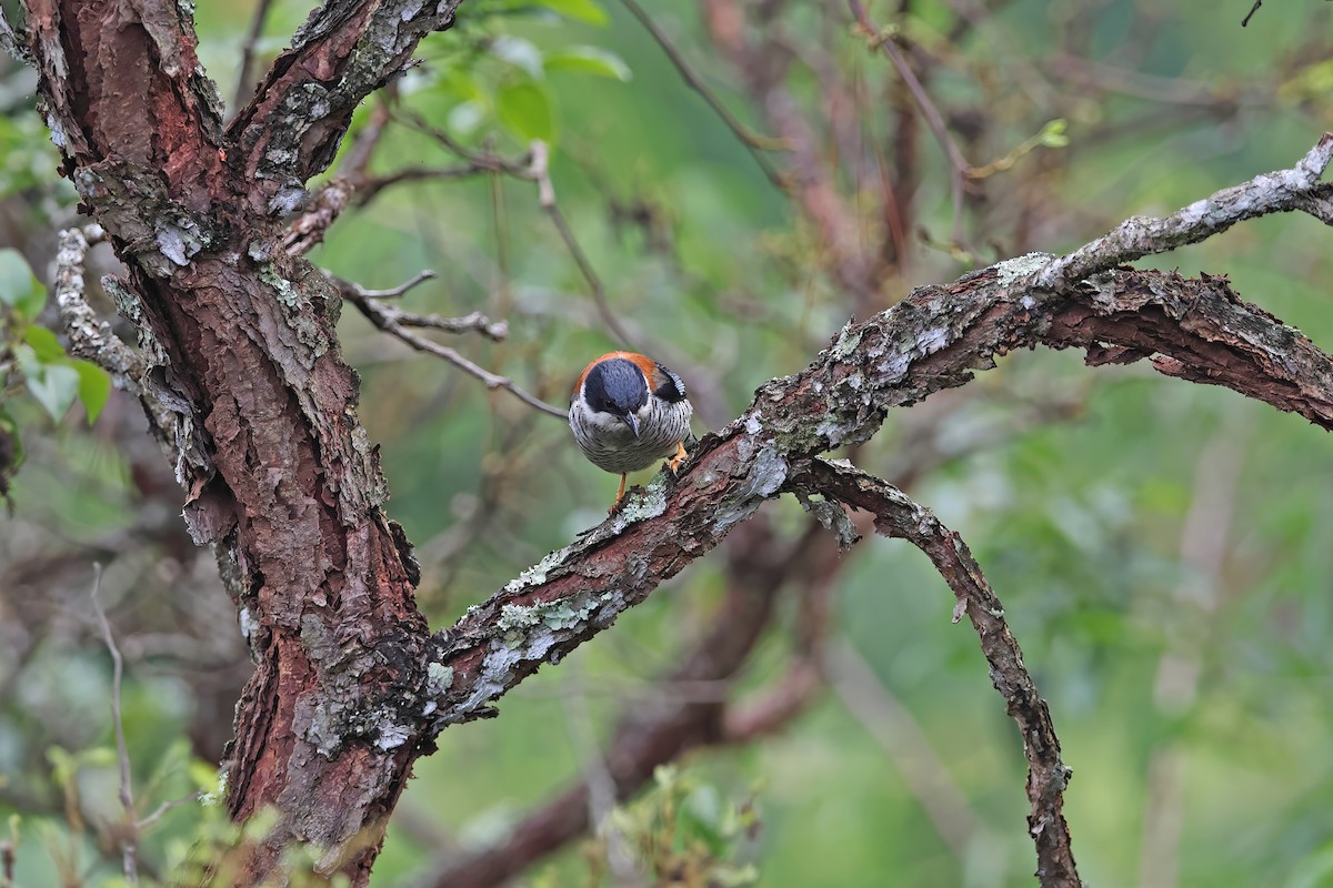 Vietnamese Cutia - ML642422704