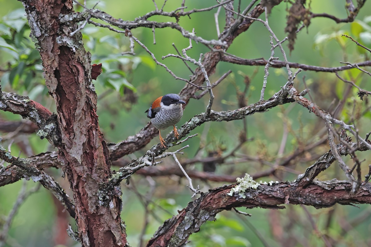 Vietnamese Cutia - ML642422705