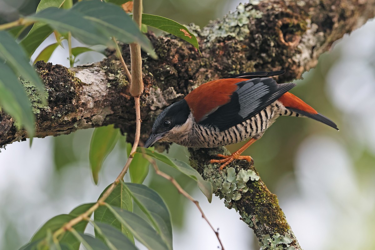 Vietnamese Cutia - ML642422706