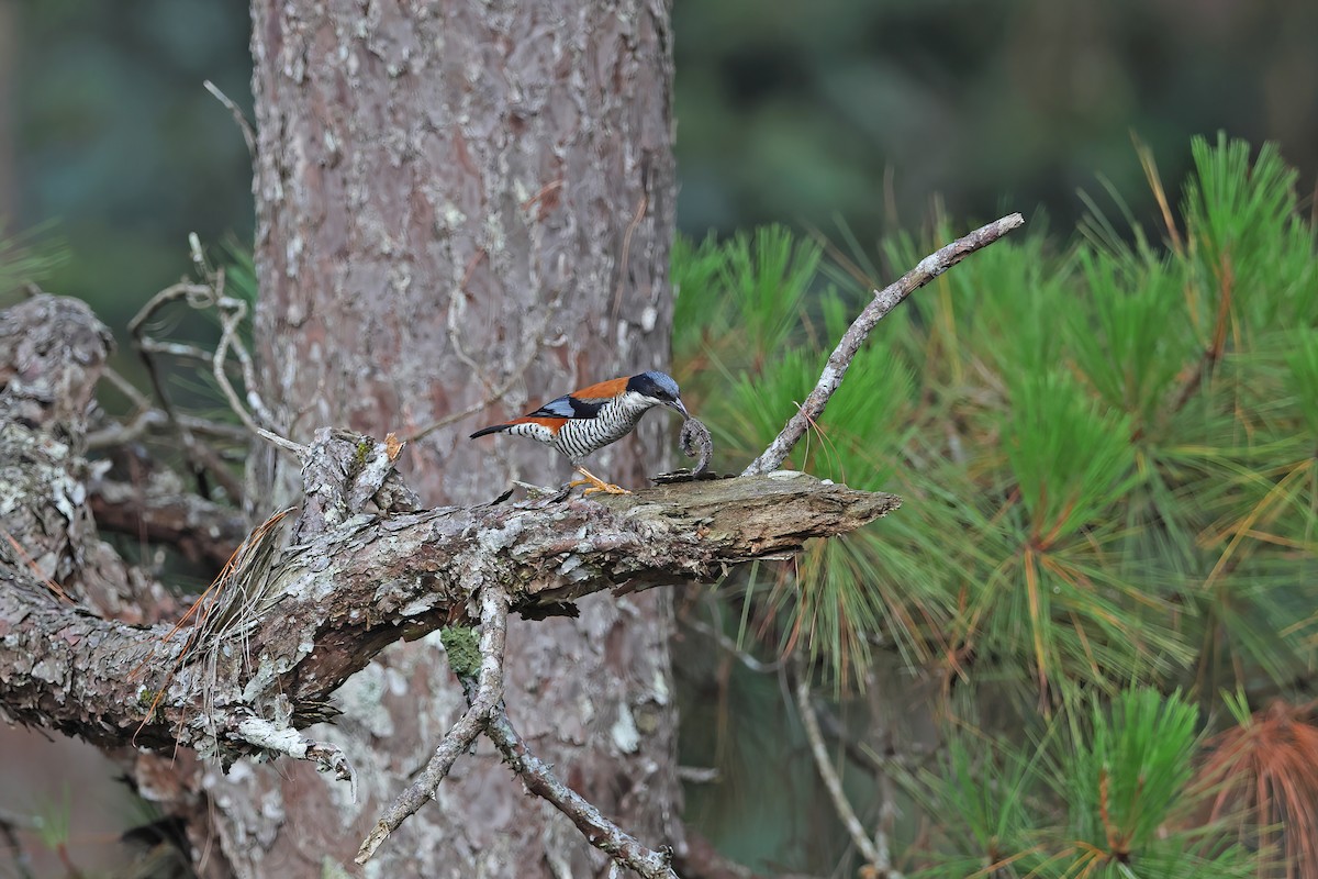 Vietnamese Cutia - ML642422707