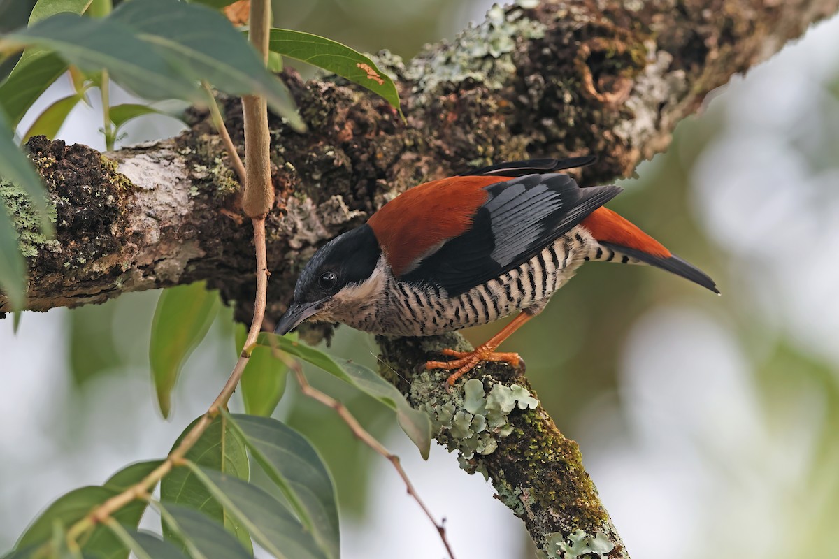 Vietnamese Cutia - ML642422708