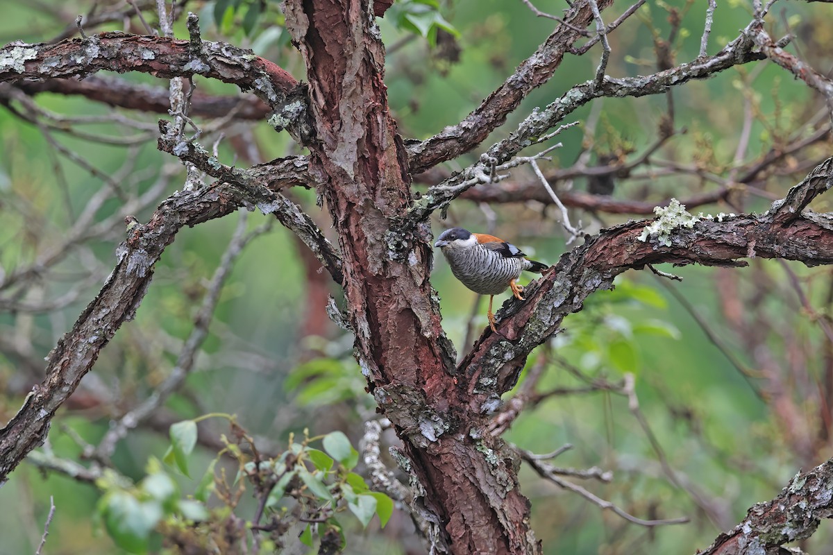 Vietnamese Cutia - ML642422709