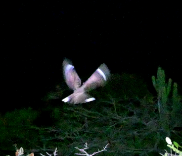 Donaldson Smith's Nightjar - ML642422724