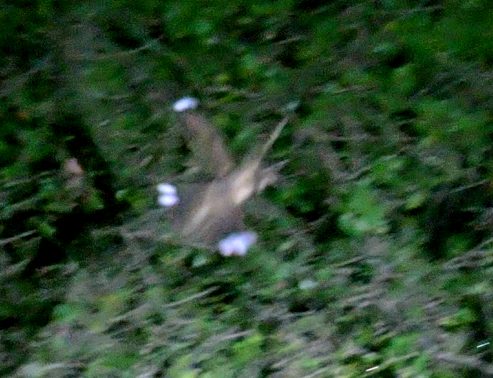 Donaldson Smith's Nightjar - ML642422725