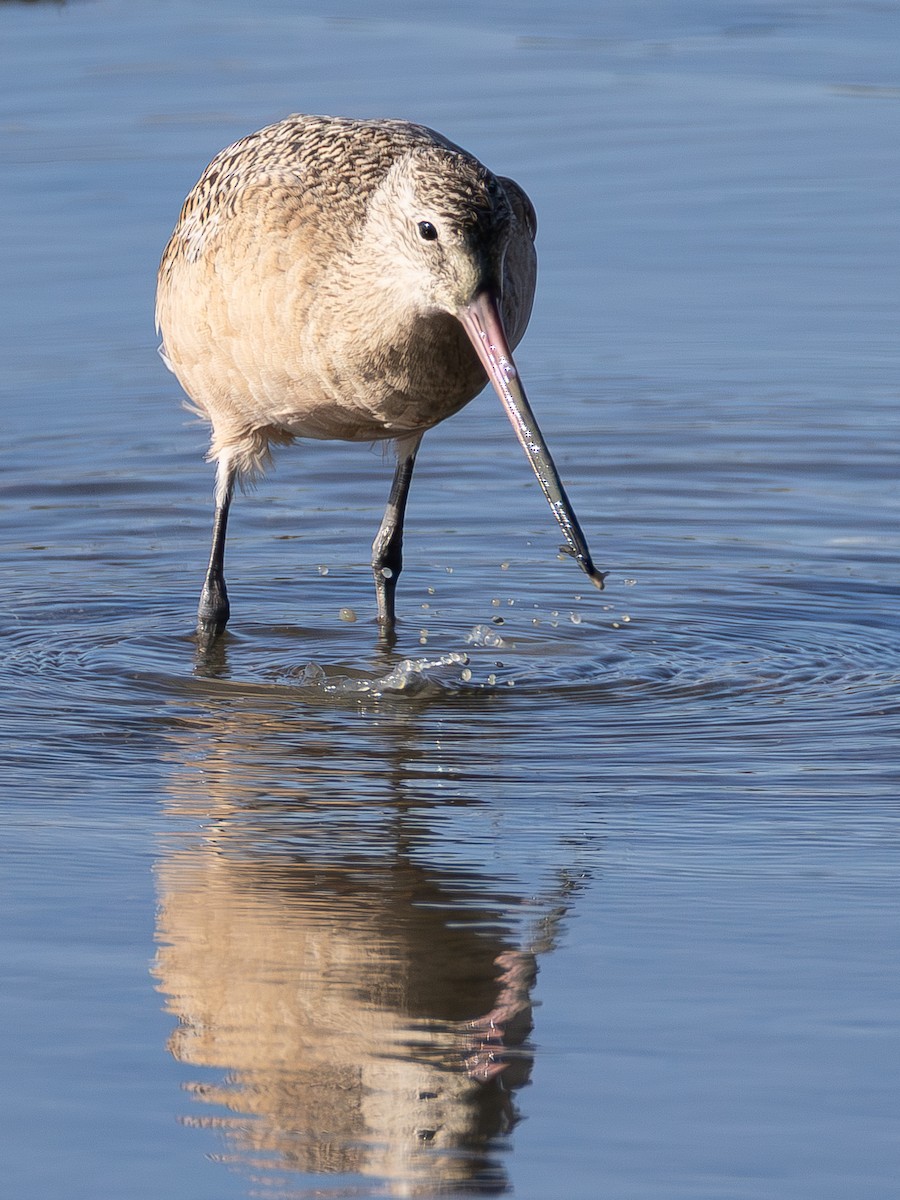 Marbled Godwit - ML642422727
