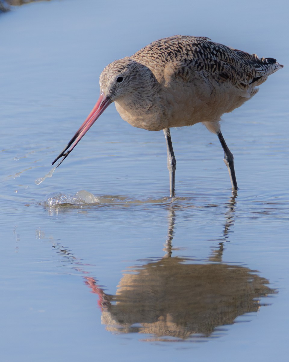Marbled Godwit - ML642422728