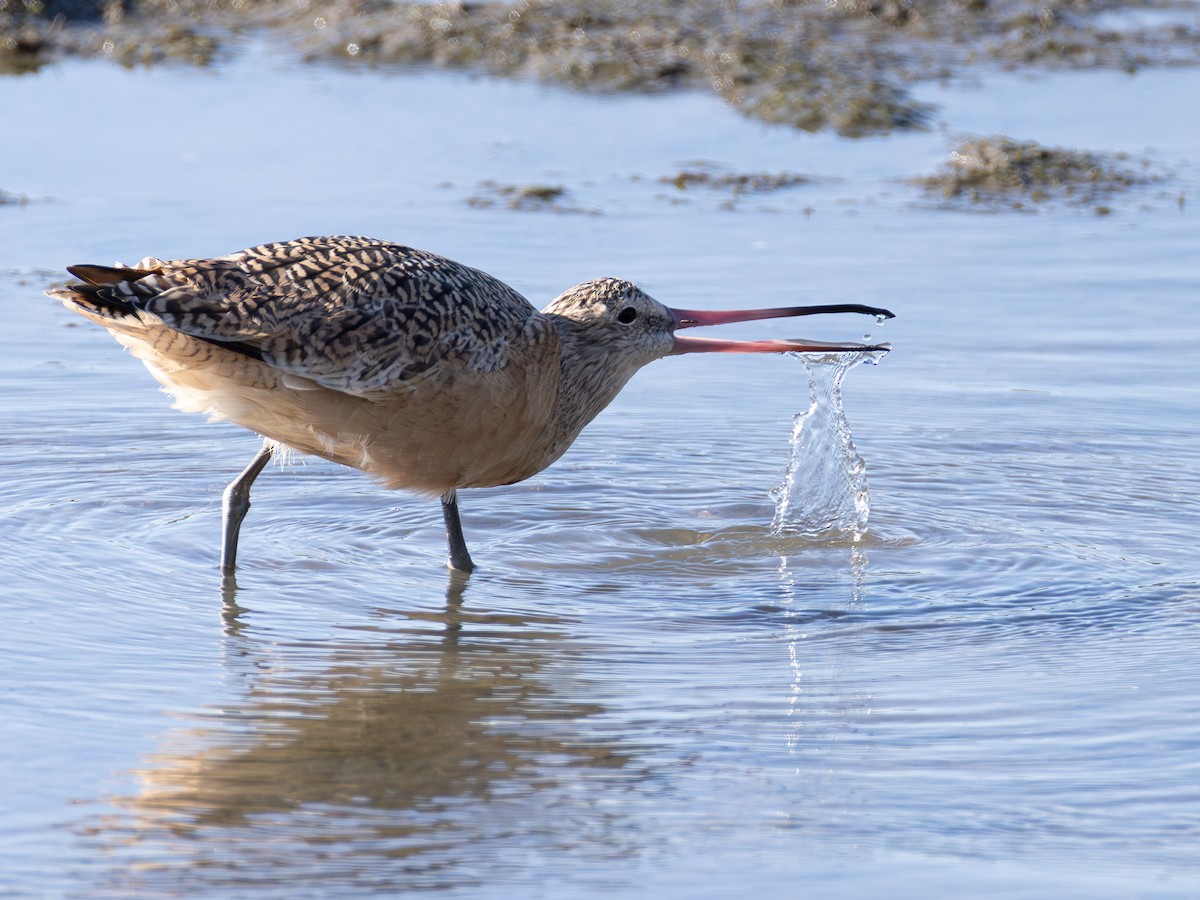 Marbled Godwit - ML642422729
