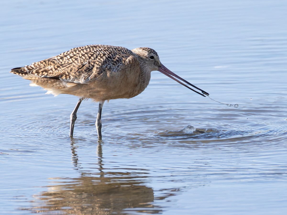 Marbled Godwit - ML642422730