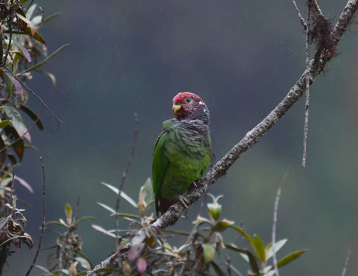 Speckle-faced Parrot - ML642422739