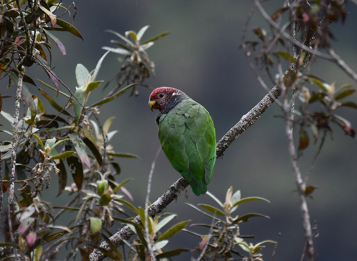 Speckle-faced Parrot - ML642422740