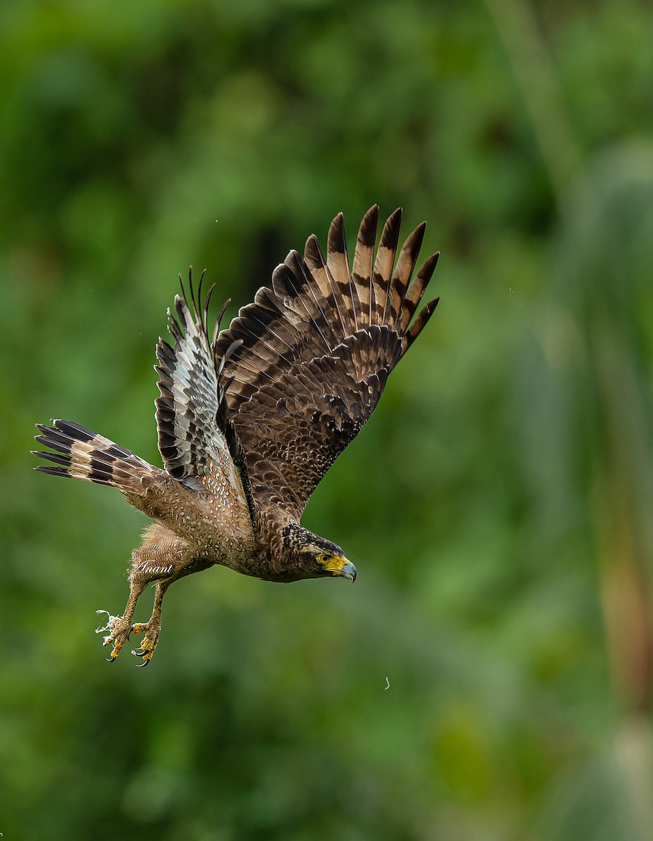 Crested Serpent-Eagle - ML642422768