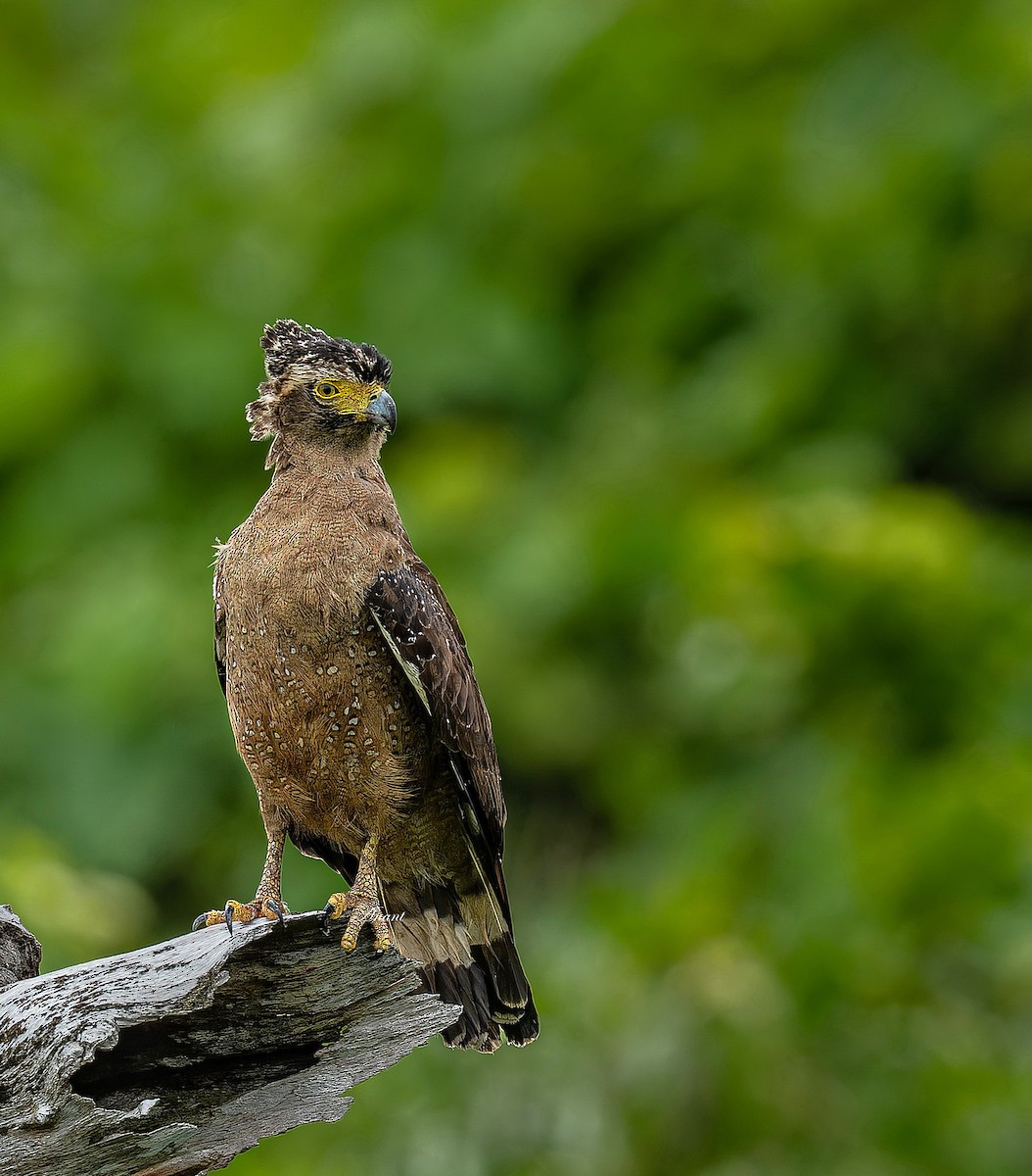 Crested Serpent-Eagle - ML642422777
