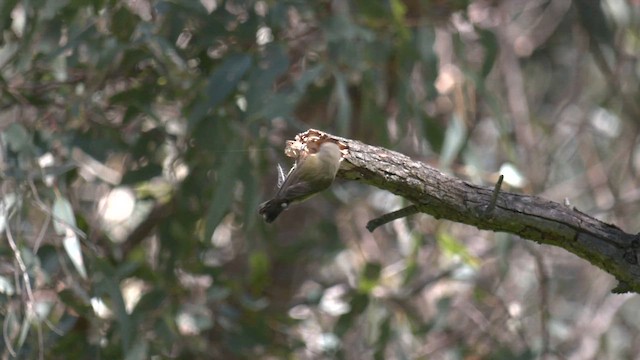 Weebill - ML642422780