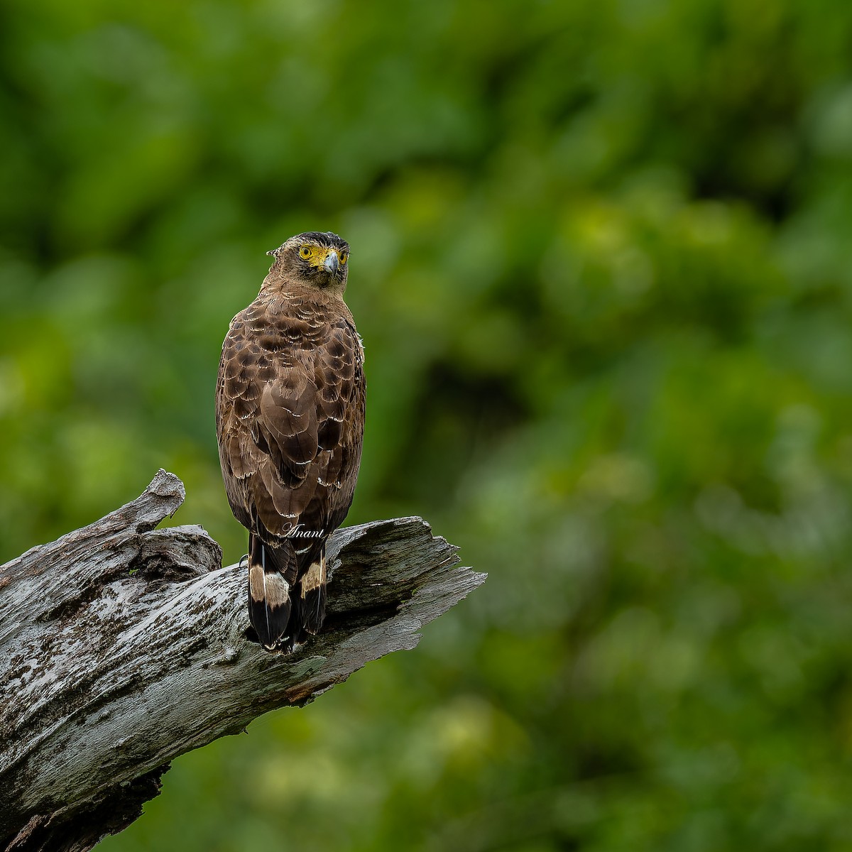 Crested Serpent-Eagle - ML642422784