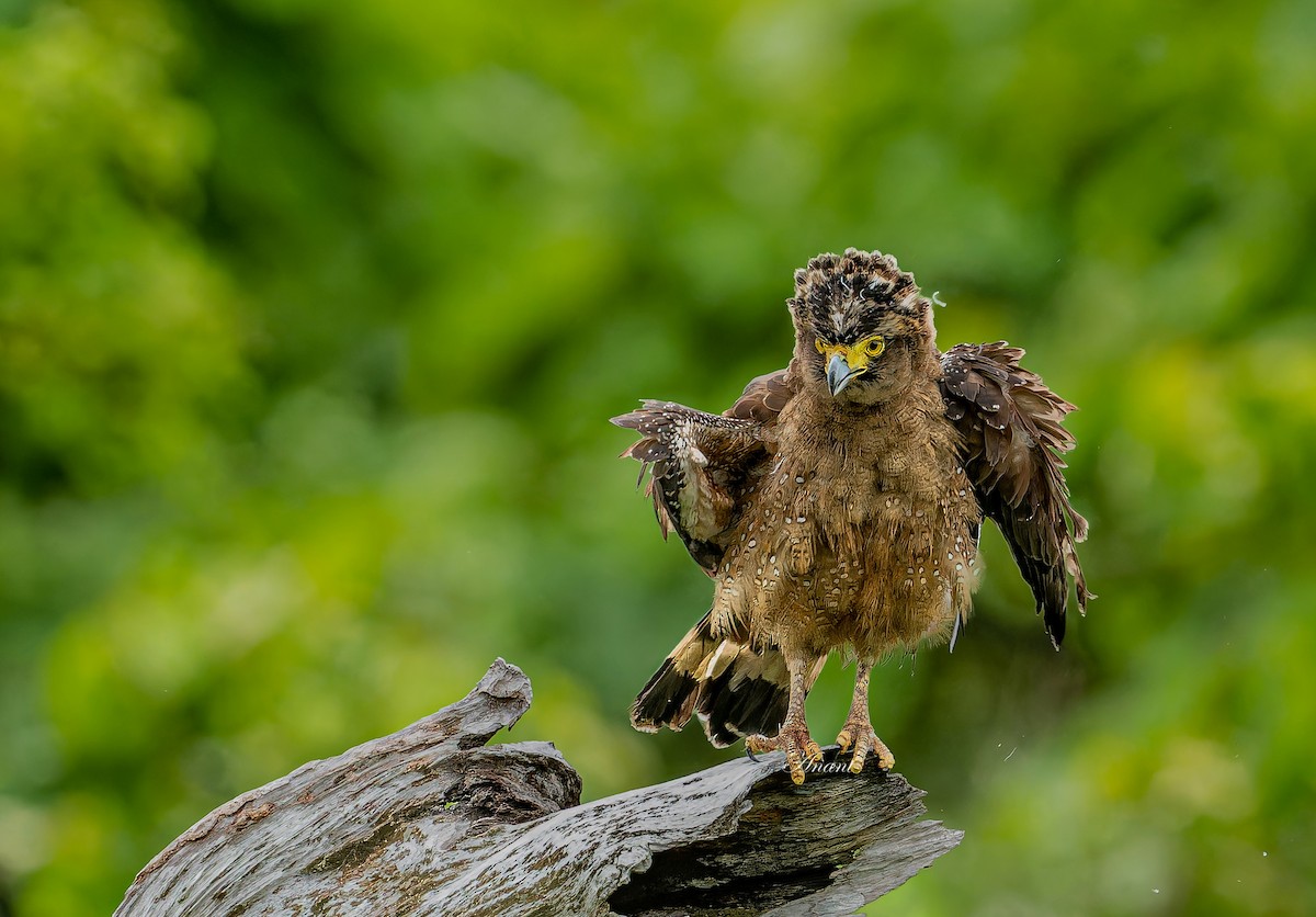 Crested Serpent-Eagle - ML642422786