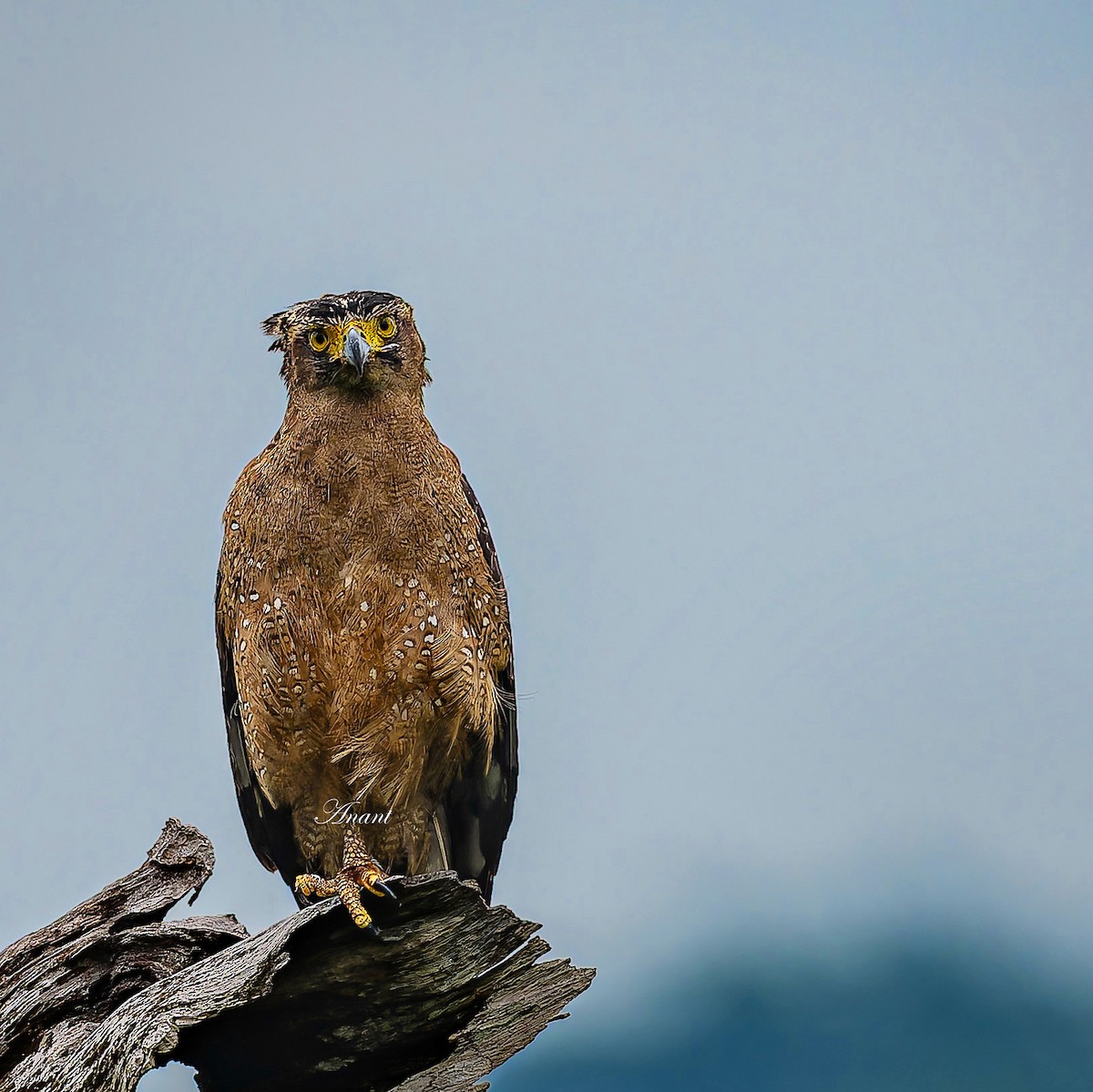 Crested Serpent-Eagle - ML642422788