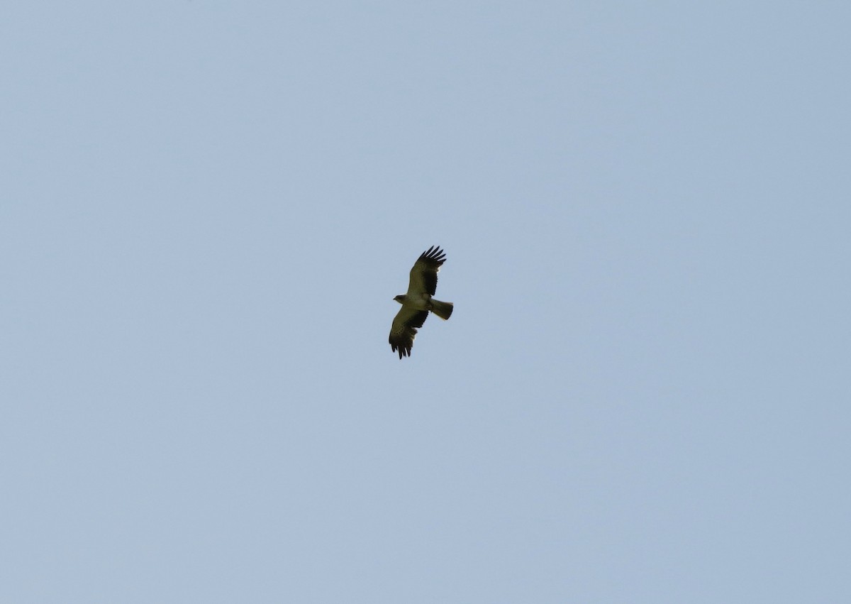Booted Eagle - ML642422802