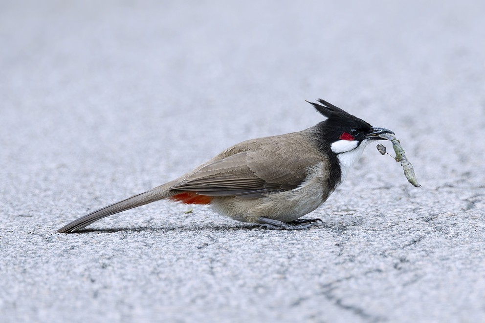 Red-whiskered Bulbul - ML642422809