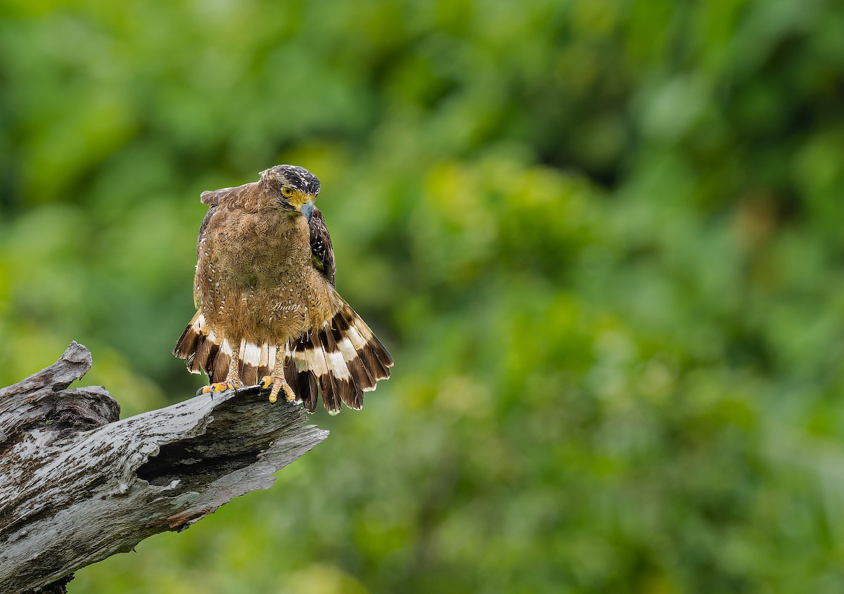 Crested Serpent-Eagle - ML642422811