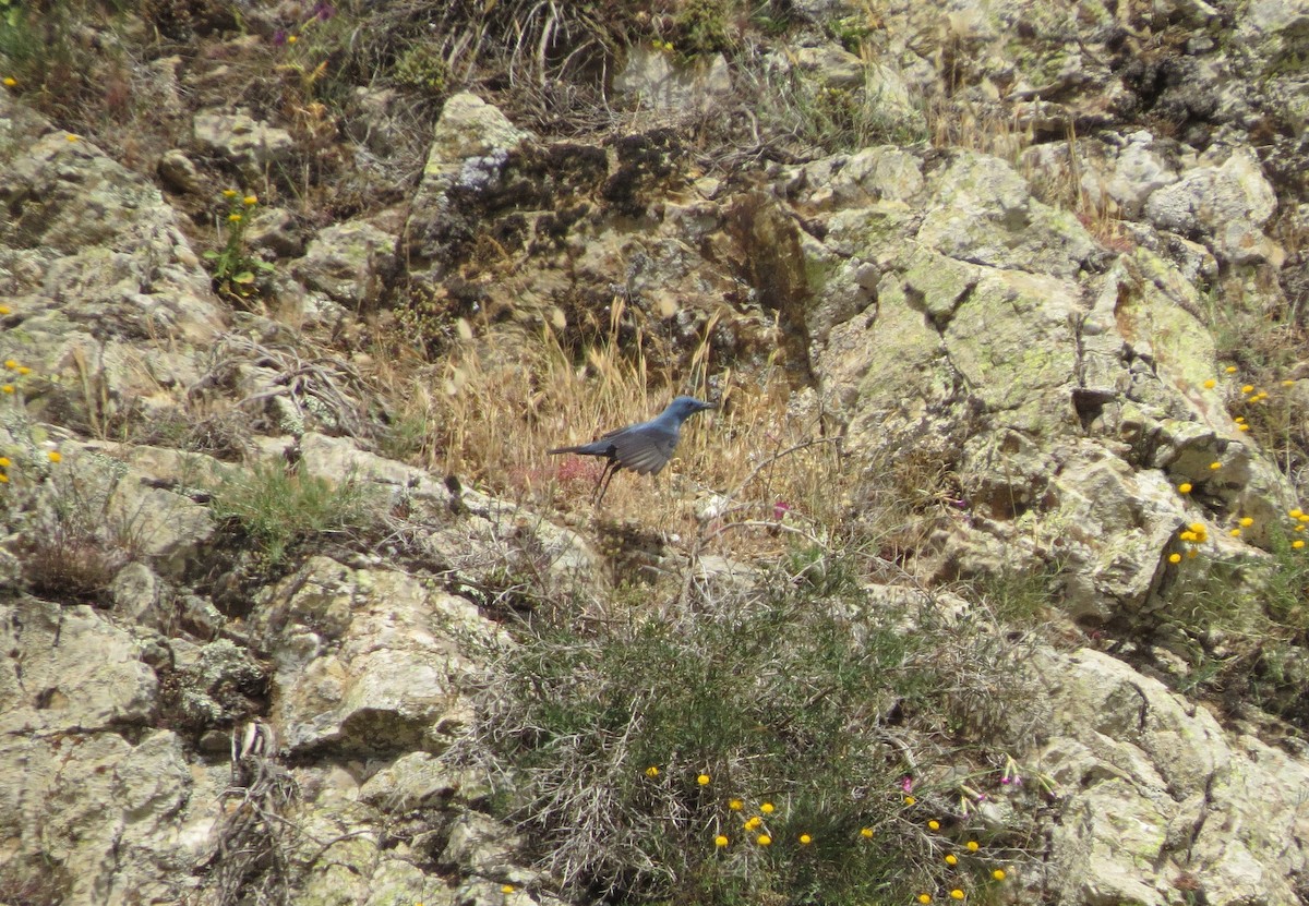 Blue Rock-Thrush - ML642422813