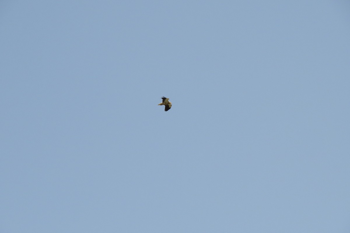 Egyptian Vulture - ML642422814