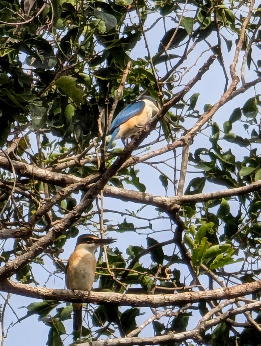 Sacred Kingfisher - ML642422815