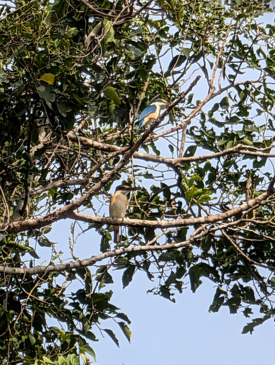 Sacred Kingfisher - ML642422816