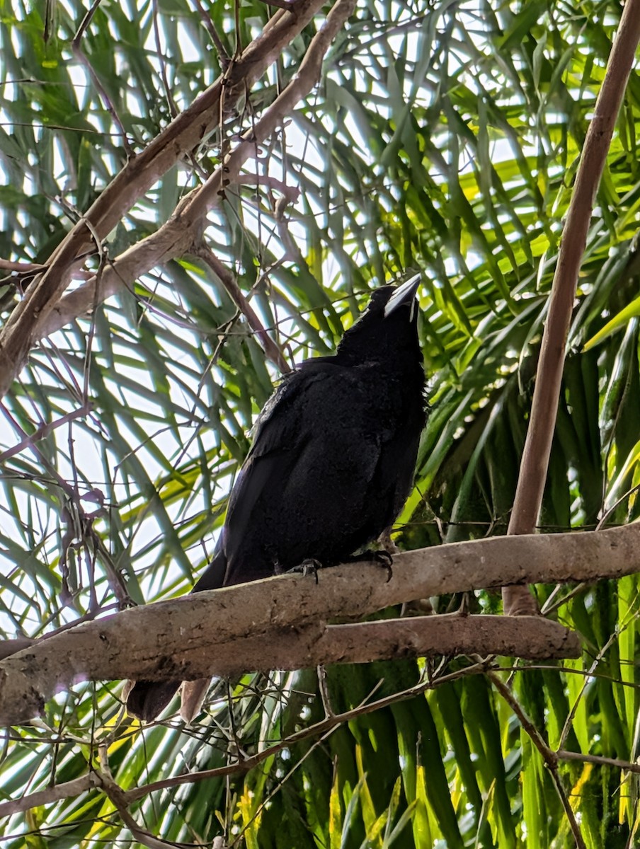 Black Butcherbird - ML642422822