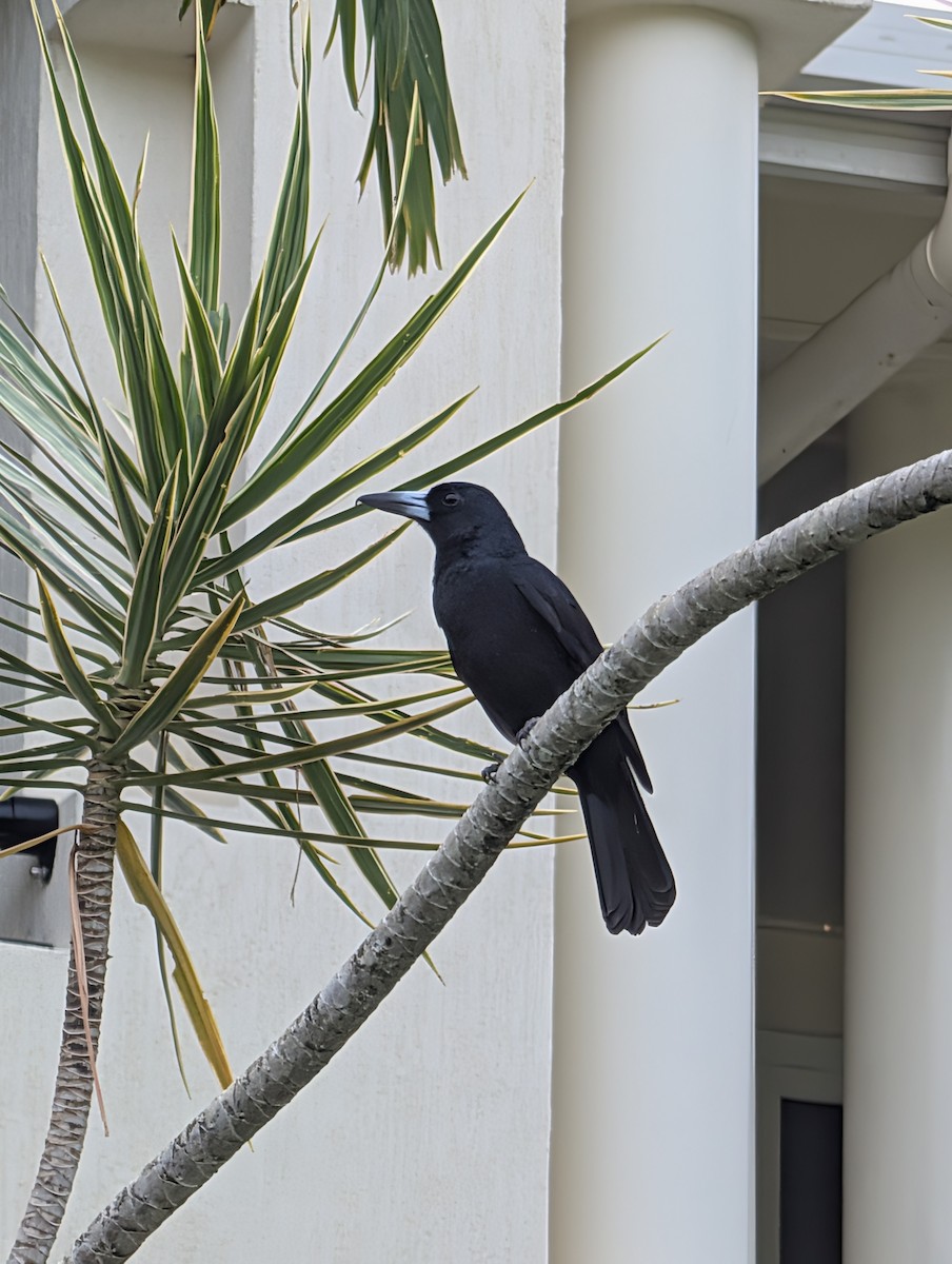Black Butcherbird - ML642422823