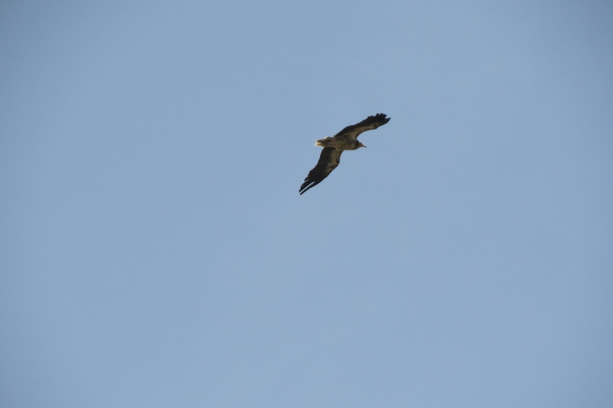 Egyptian Vulture - ML642422826