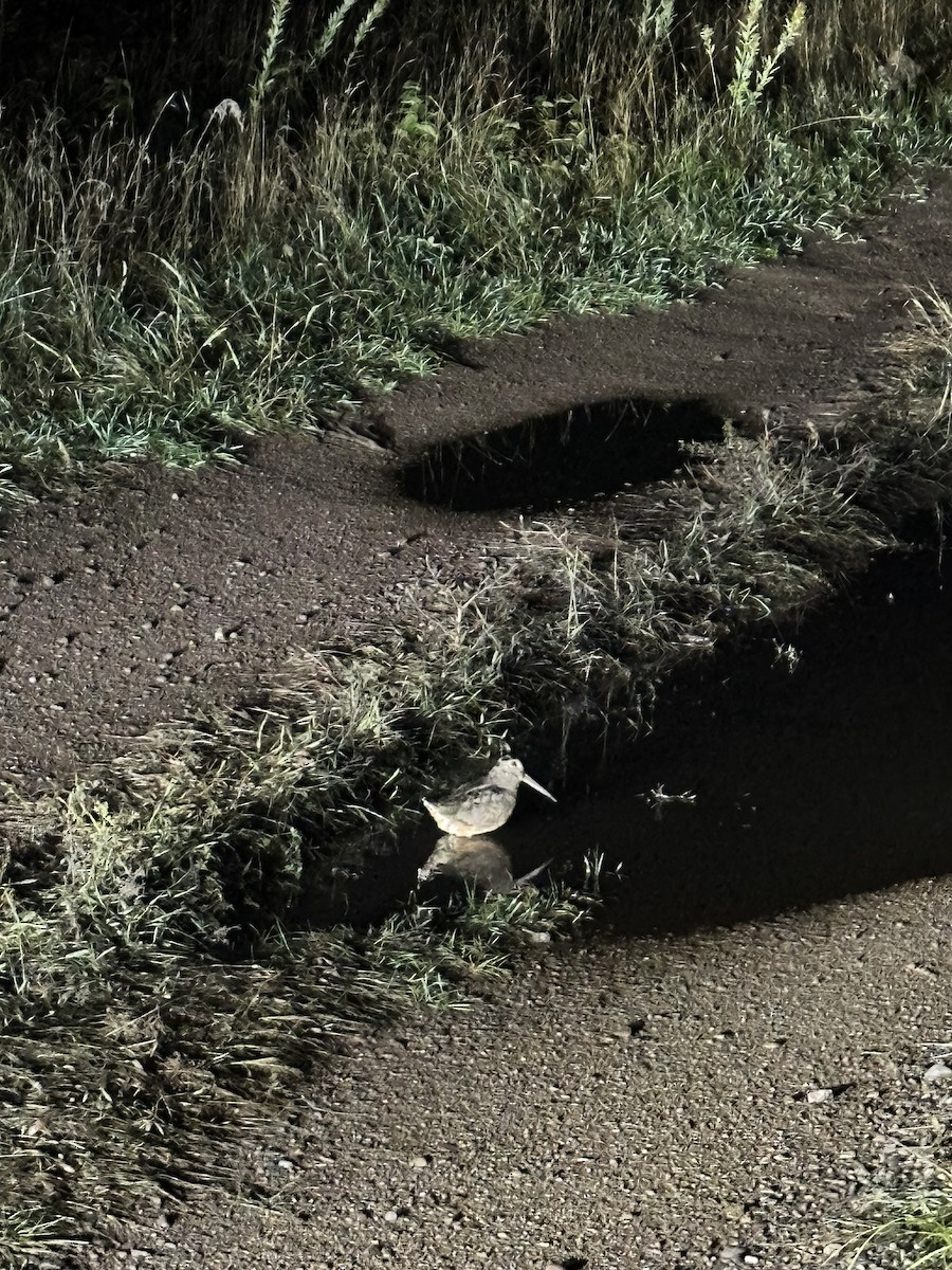 American Woodcock - ML642422839