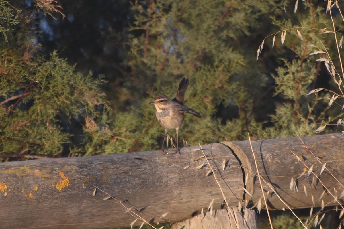 Сондорт гургалдай - ML642422841