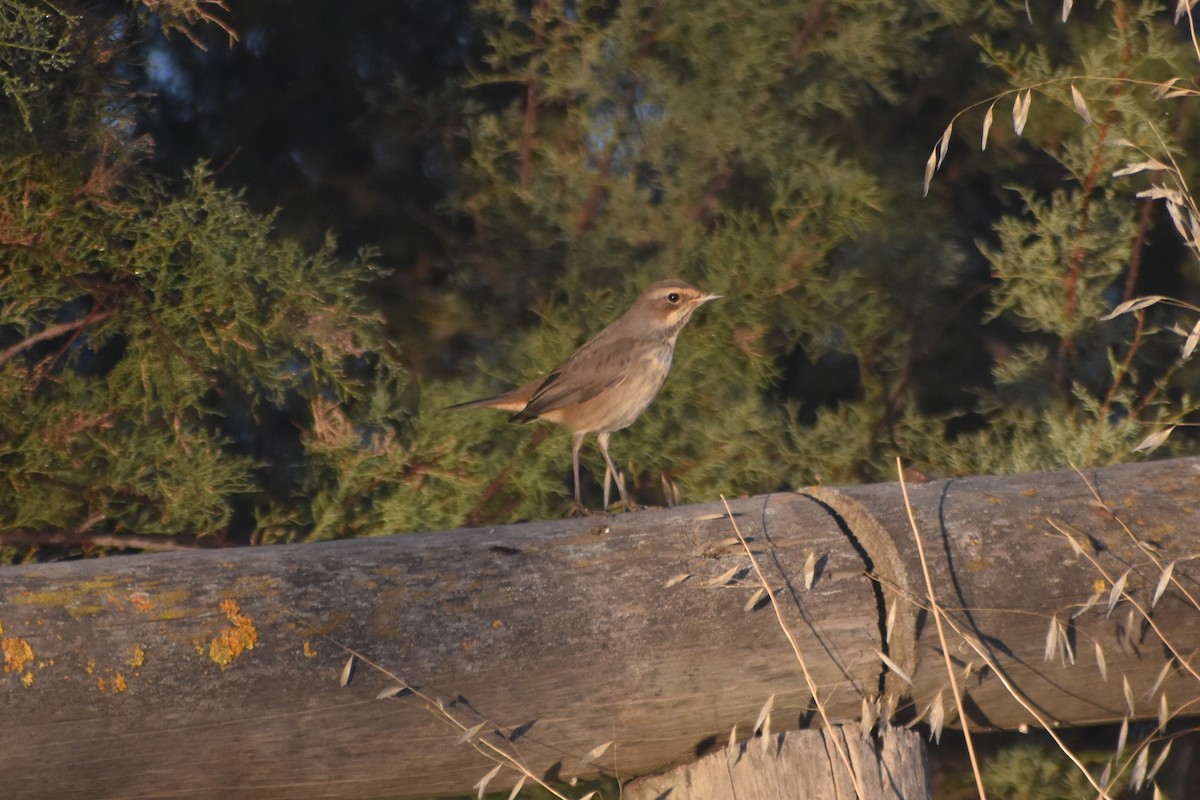 Сондорт гургалдай - ML642422842