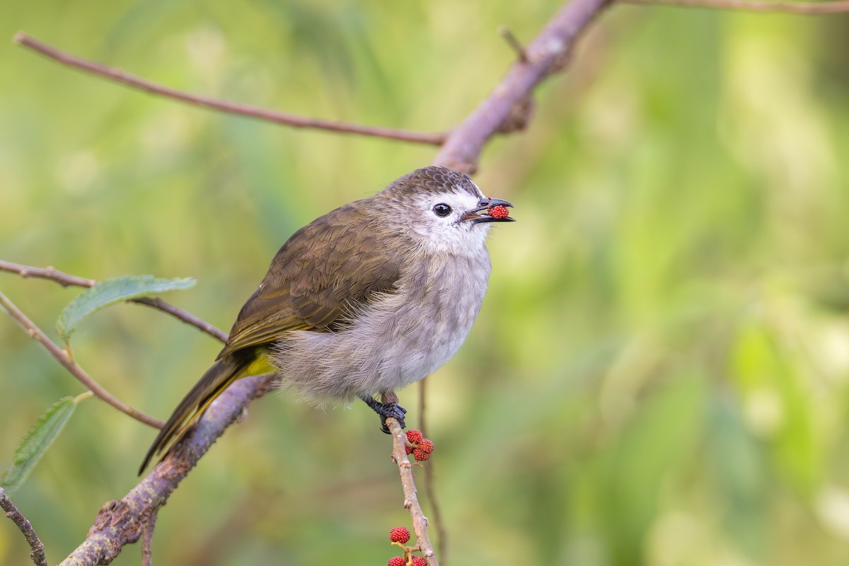 Pale-faced Bulbul - ML642422844