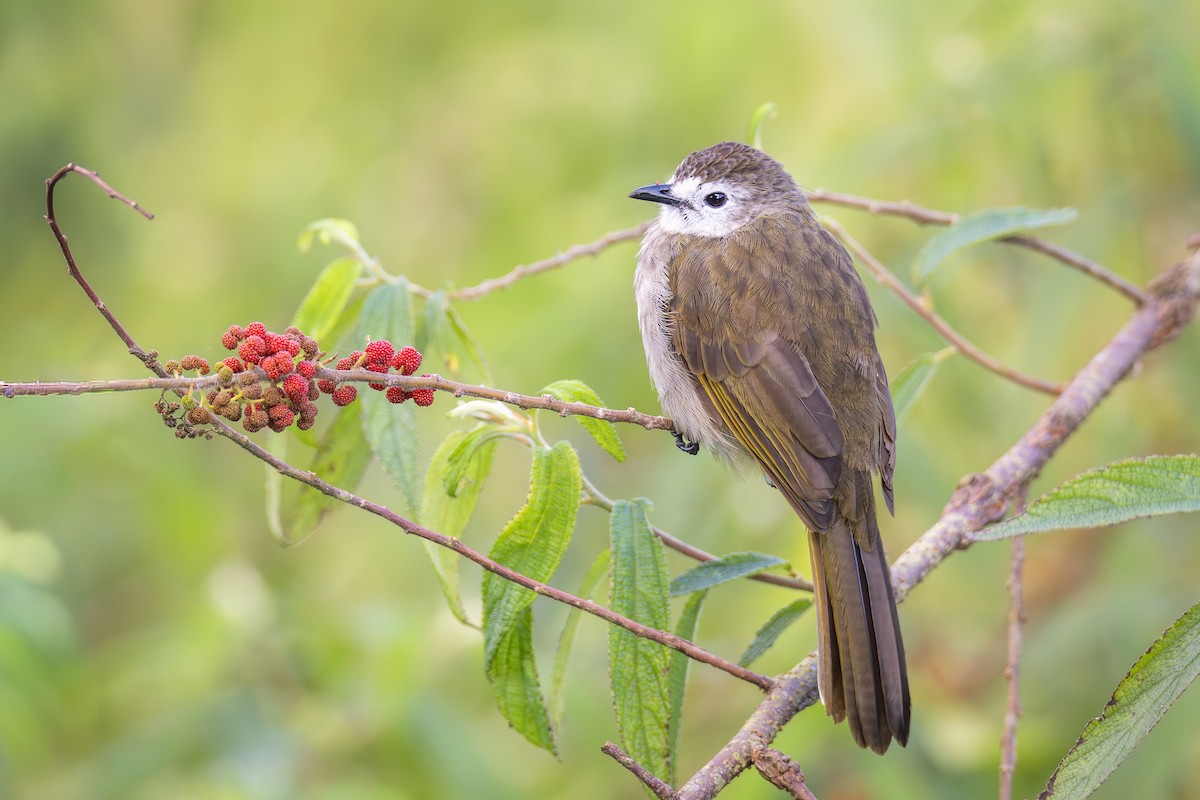 Pale-faced Bulbul - ML642422845