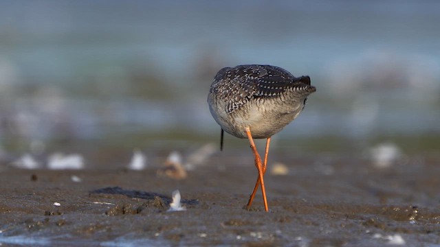 Spotted Redshank - ML642422847