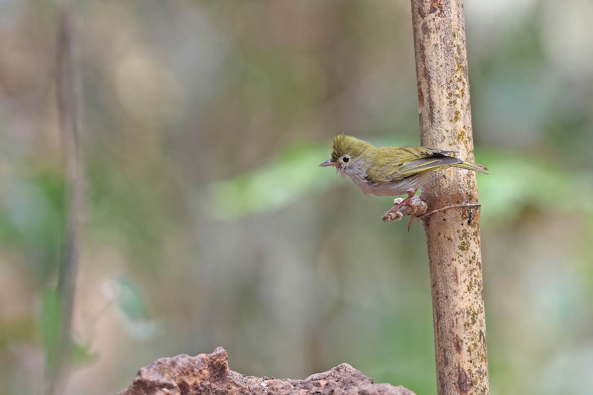 White-bellied Erpornis - ML642422851