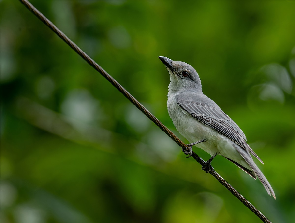 Oriental Cuckooshrike - ML642422856