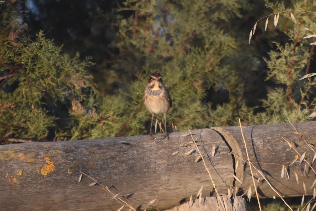 Сондорт гургалдай - ML642422858